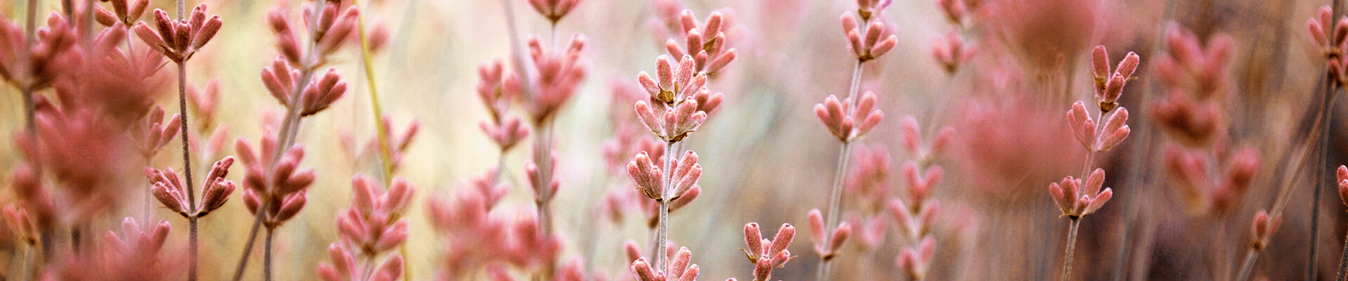 flowers-verzadigd-roder