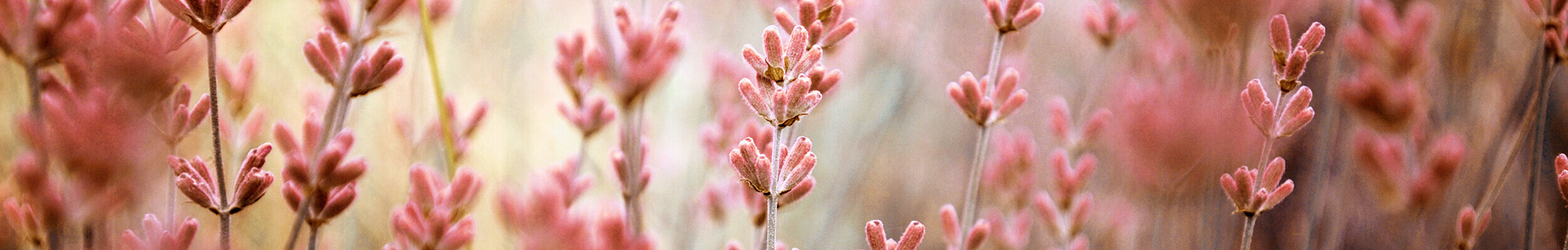 flowers-verzadigd-roder